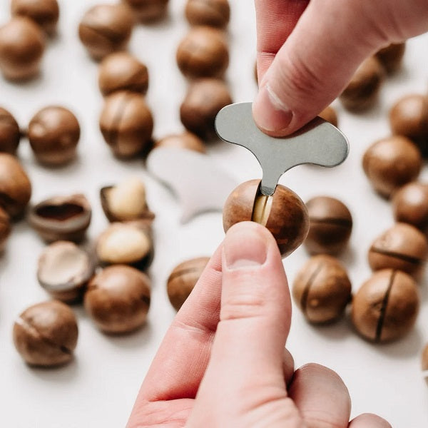 Noix de macadamia fraiche avec coque et clé d'ouverture