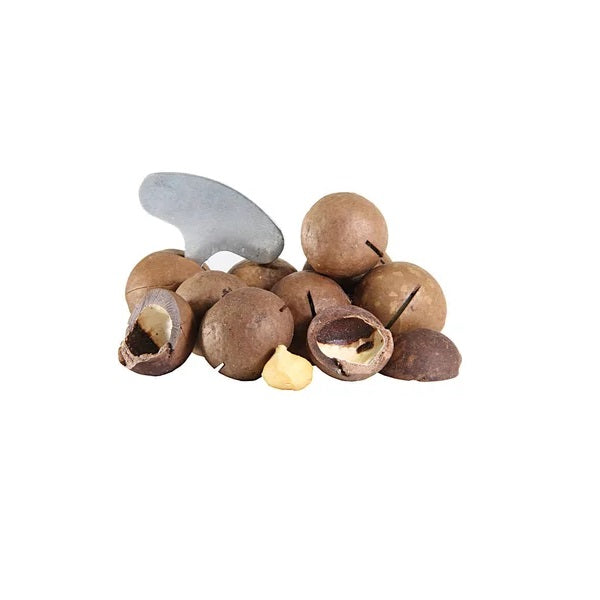 Noix de macadamia fraiche avec coque et clé d'ouverture