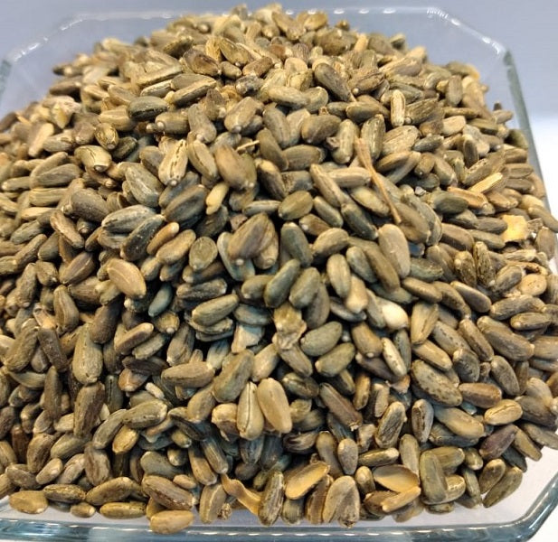 Graines Cynara cardunculus خرشوف شوكي أو الخرشف أو الأنكينار