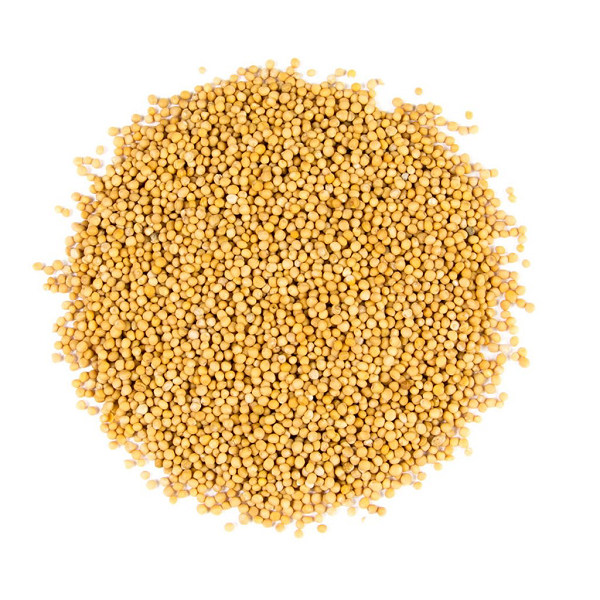 Graines de Moutarde Jaune - حبوب الخردل الصفراء