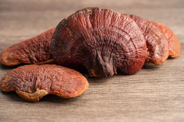 Reishi (champignon) - الفطر الريشي