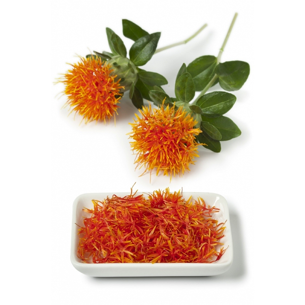Carthame linoléique - نبات العصفر Safflower