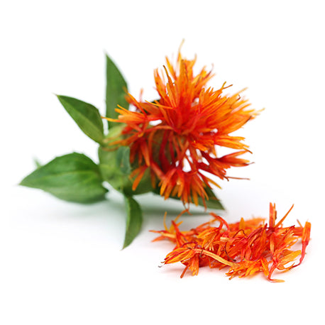 Carthame linoléique - نبات العصفر Safflower