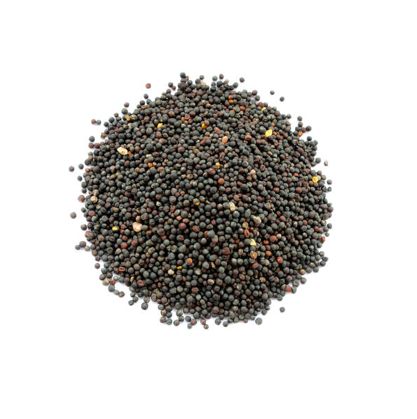 Graines de Colza - بذور اللفت