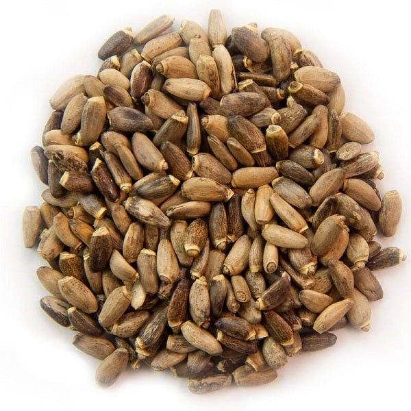 Graines Cynara cardunculus خرشوف شوكي أو الخرشف أو الأنكينار
