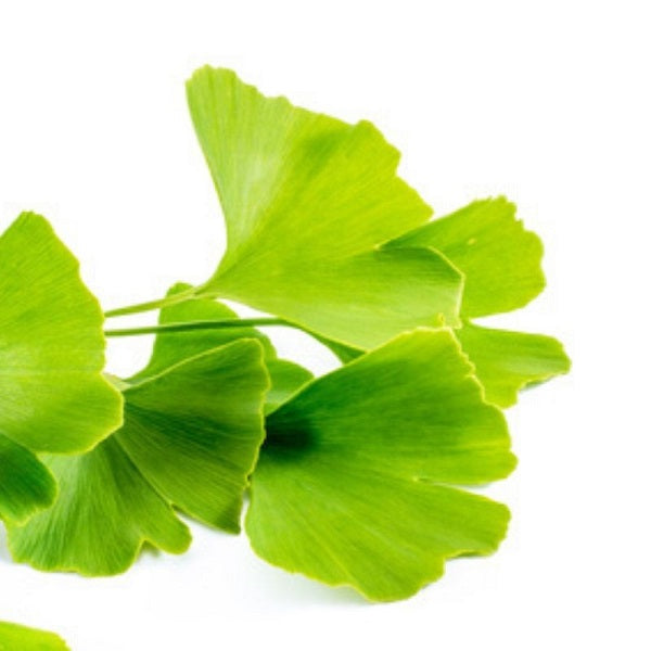 Ginkgo Biloba - Feuille coupée أوراق جينكو بيلوبا