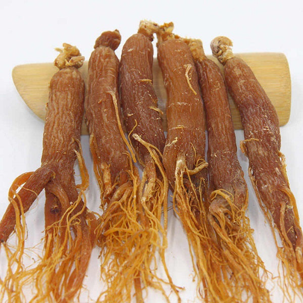 Ginseng rouge الجينسنغ الأحمر