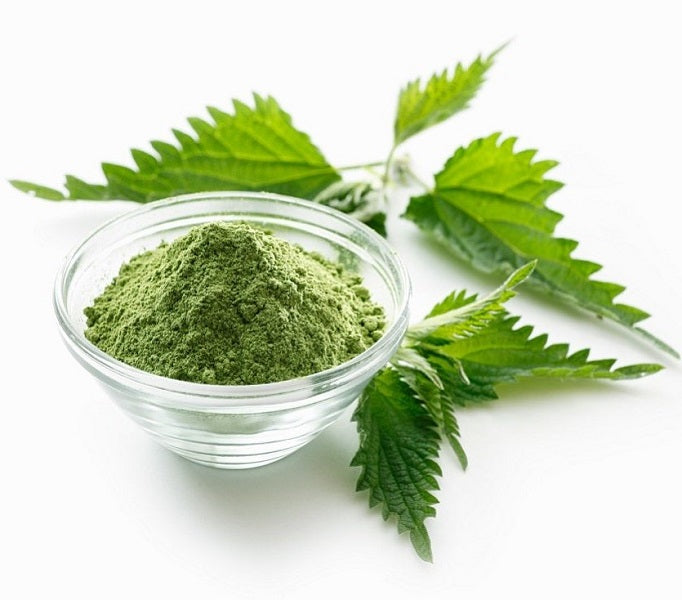 Ortie piquante poudre الحريكة مطحونة stinging nettle