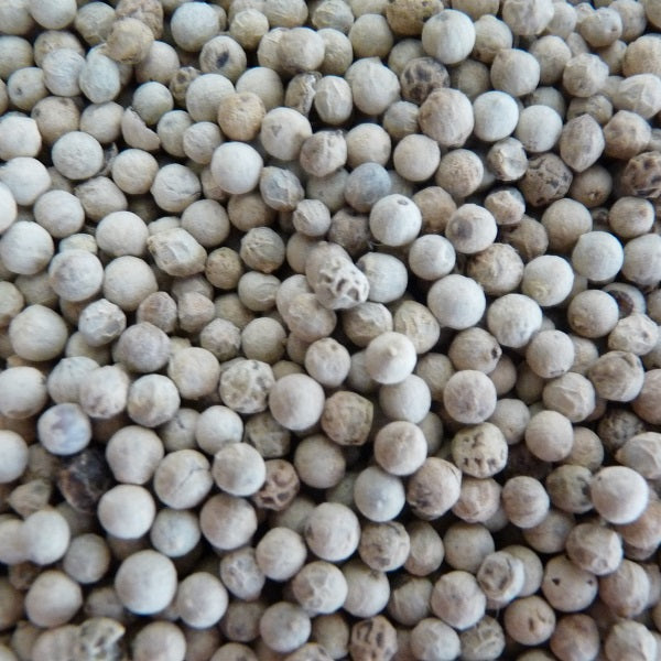 Graines de poivre Blanc -إبزار أبيض