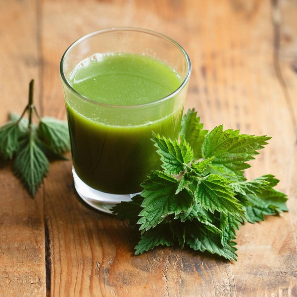 Ortie piquante poudre الحريكة مطحونة stinging nettle