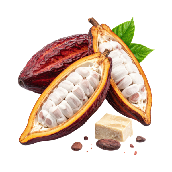 Cacao bio