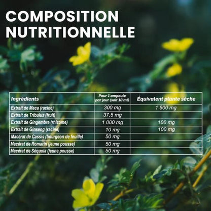 Maca 1500 Tribulus Ginseng Gingembre, 20 ampoules - SANTAROME BIO