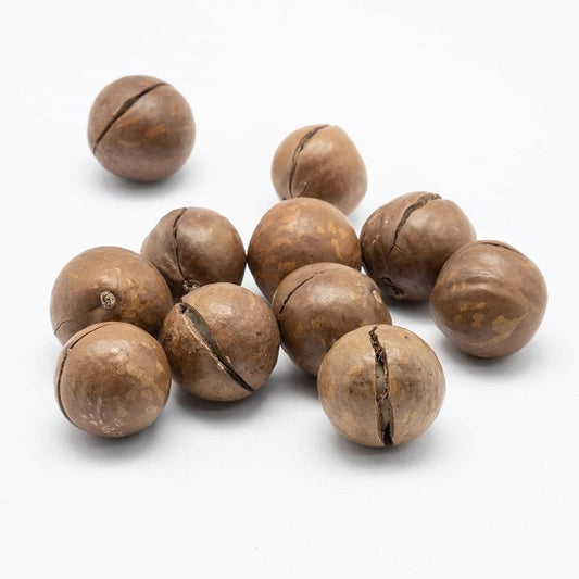 Noix de macadamia fraiche avec coque et clé d'ouverture