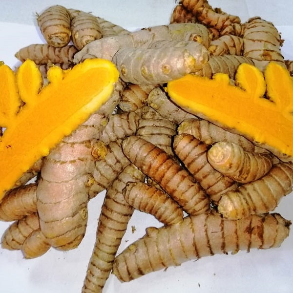 Curcuma frais - خرقوم طازج