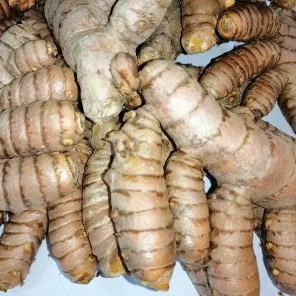 Curcuma frais - خرقوم طازج