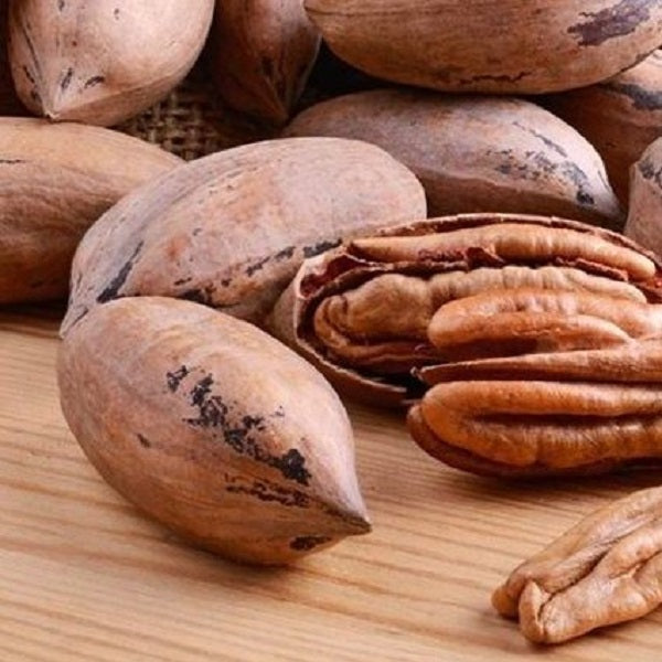 Noix de pecan avec coque باكام بالقشرة