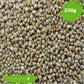 Graines De Millet ايلان