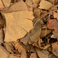 Ginkgo Biloba - Feuille coupée أوراق جينكو بيلوبا