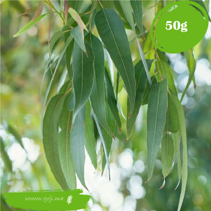 Feuilles d'eucalyptus-اوراق الكالبتوس