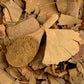 Ginkgo Biloba en poudre - مسحوق  جينكو بيلوبا