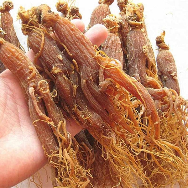 Ginseng rouge  الجينسنغ الأحمر
